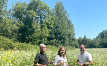 Asturias cultiva 50 hectáreas de escanda