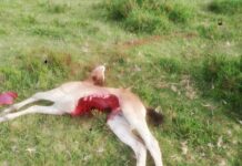 Ganaderos y Asturias Ganadera exigen la revisión de los baremos de daños del lobo