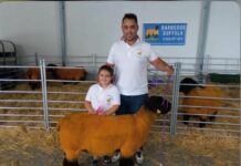 Barredos Suffolk: “La transferencia de embriones nos ayudará a multiplicar nuestra mejor oveja»