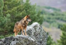 ASAJA valora positivamente la autorización para controlar lobos