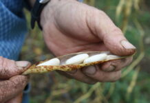 Innovación y tradición devuelven la vida al campo asturiano