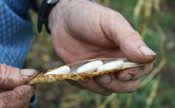 Innovación y tradición devuelven la vida al campo asturiano