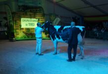 Todo listo en Tineo para su concurso ganadero este fin de semana, consolidando el nocturno de Frisona