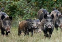 El Principado pone en marcha un plan de control del jabalí