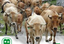 Consumir Ternera Asturiana durante un año impacta menos en el medioambiente que un viaje ida y vuelta desde Oviedo a Madrid