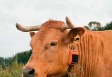 Rumi, el sistema de localización GPS para ganado más avanzado del mercado