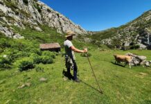 Tyrone Mactley de Ganadería Caoru (Arenas de Cabrales): “Para solucionar las cosas en el campo, la base es poder vivir de él”