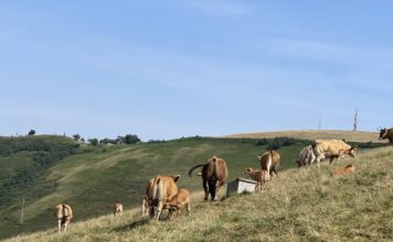 Casi 6.000 ganaderías asturianas se beneficiarán de los más de 7 millones en ayudas al sector por la guerra de Ucrania