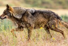 Asturias convoca el Comité Consultivo del Lobo para el 12 de agosto