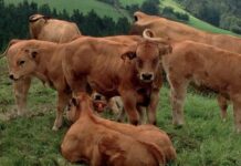 COAG Reclama que los ganaderos de vacuno reciban ayudas directas por vaca nodriza y por terneros de cebo