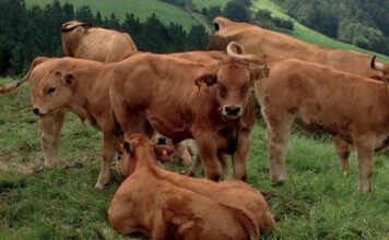 COAG Reclama que los ganaderos de vacuno reciban ayudas directas por vaca nodriza y por terneros de cebo
