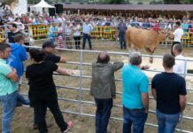 Llanera se estrena en Agropec reforzando su potencial ganadero