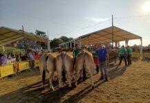 Incremento de ganaderías y animales participantes en el concurso de Las Regueras