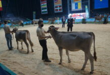 La raza Parda volverá a desfilar en Gijón