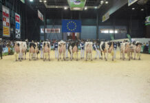 Todo preparado en Gijón para el Concurso Nacional de la Raza Frisona CONAFE