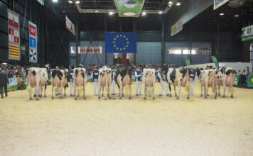 Todo preparado en Gijón para el Concurso Nacional de la Raza Frisona CONAFE