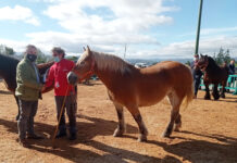 Feria de San Francisco y concurso equino el martes en Tineo