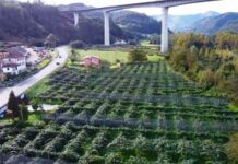 MIRANDO AL FUTURO. Situación y futuro del sector frutícola