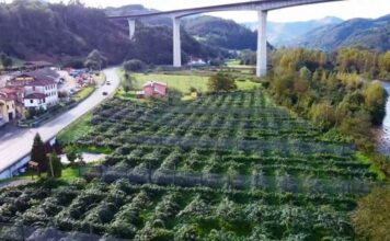 MIRANDO AL FUTURO. Situación y futuro del sector frutícola