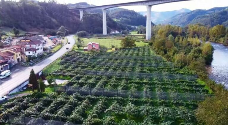 MIRANDO AL FUTURO. Situación y futuro del sector frutícola