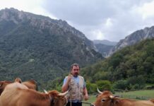 Caso apuesta por el sector ganadero con uno de los concursos más antiguos de Asturias