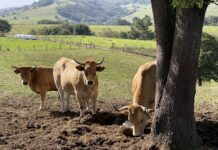 Agricultores y ganaderos de Asturias percibirán 39,7 millones de euros en pagos anticipados de la PAC