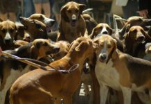El Proyecto de Ley de Protección Animal suscita el descontento generalizado