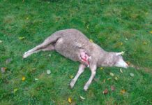 Unión Rural Asturiana (URA) denuncia que los lobos atacan a seis kilómetros de la calle Uría de Oviedo