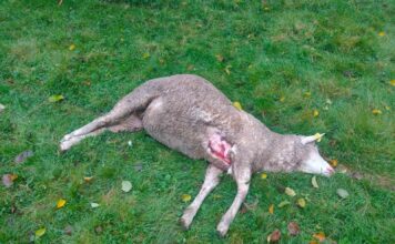 Unión Rural Asturiana (URA) denuncia que los lobos atacan a seis kilómetros de la calle Uría de Oviedo