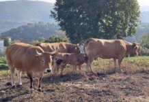 El Principado abona más de 35,6 millones en anticipos de las ayudas directas de la PAC