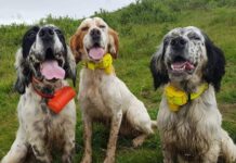 Canun, la apuesta segura de Suroccidente Agrícola en temporada de caza