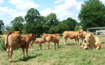 COAG Asturias denuncia que la burocracia está retrasando el cobro de la PAC 2022 en la región