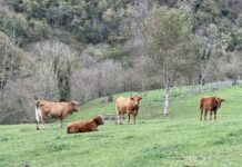 El valor récord de la producción agraria no se queda en el bolsillo de los agricultores