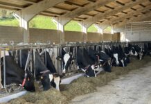 El Gobierno aprueba un real decreto para la ordenación de las granjas bovinas