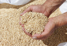 Bajas producciones y altos costes: «Culmina un año agrario adverso para el campo español»