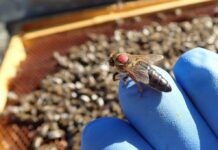 COAG Asturias promueve la creación de una asociación que proteja la abeja negra ibérica como especie autóctona