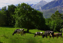 Daniel Ferreiro (InLac): “El modelo de producción europeo abre puertas a los lácteos en los mercados exteriores”