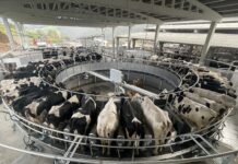 GEA instala la primera sala de ordeño rotativa semi robotizada de 50 puntos en Asturias