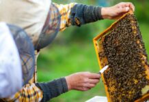 La apicultura, un sector en crisis