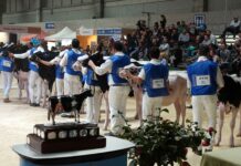 165 frisonas de seis Comunidades competirán en los concursos morfológicos de Abanca Cimag-GandAgro en Silleda