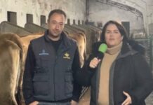 Entrevista a David Maujo Cuevas de Ganadería Maujo de Pruneda (Nava)