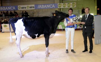 El balear Llorenç Bosch Pons gana el XXXVI Concurso Internacional de Jóvenes Manejadores de Frisón en la feria Abanca Cimag-GandAgro 2023