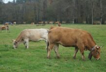 Más de 3.600 ganaderías de cebo o con vacas nodrizas se beneficiarán de las ayudas al sector por la invasión rusa de Ucrania