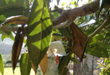 Tineo solicita colaboración ciudadana para la sexta campaña municipal de control de la avispa asiática