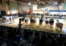 Más de 40 conferencias, concursos, demostraciones y experiencias agroalimentarias en el programa de Abanca Cimag-GandAgro 2023