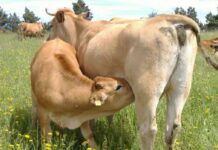 Asturias destina 4 millones para compensar al sector ganadero ante el alza de los precios del cereal por la invasión rusa de Ucrania