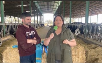 Entrevista a David Madueño de Ganadería Vistahermosa de Dos Torres (Córdoba)