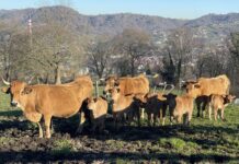 Unos 650.000 agricultores y ganaderos se van a beneficiar de 4.875 millones de euros de las ayudas directas de la PAC en 2023