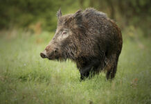 El Principado publica el Programa de acción para el control de poblaciones de jabalíes, único a nivel nacional