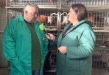 Entrevista a Damián Alonso Pérez, encargado del gallinero de Suroccidente Agrícola